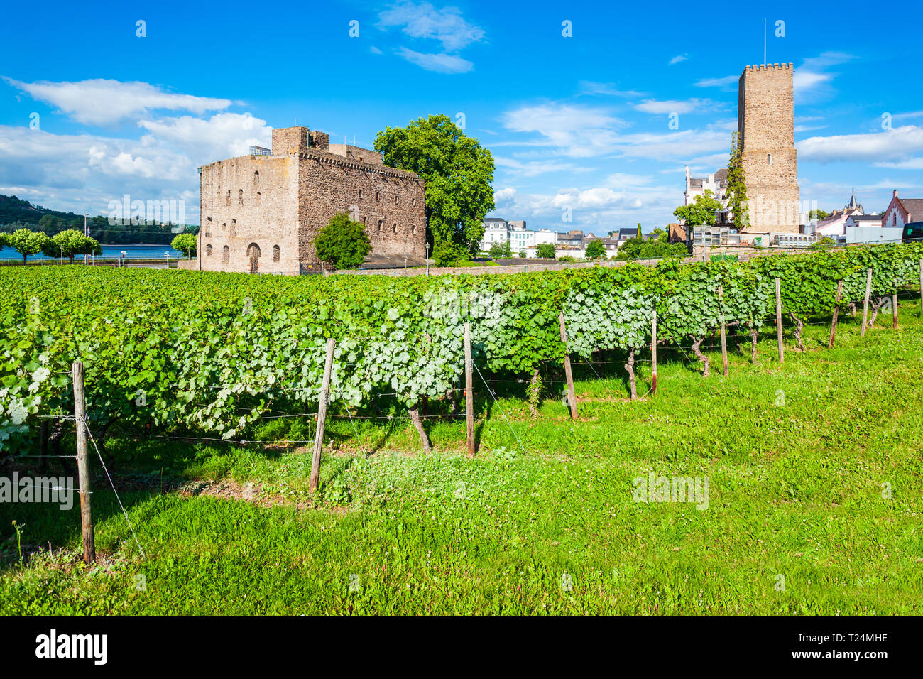 Rheingau Vino museo, cantina e vigneti a Rudesheim am Rhein cittadina nella valle del Reno, Germania Foto Stock