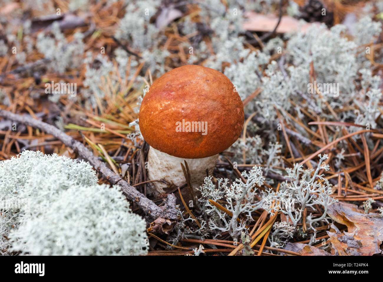 Uno splendido boletus nella foresta-tundra. La Siberia, Russia Foto Stock