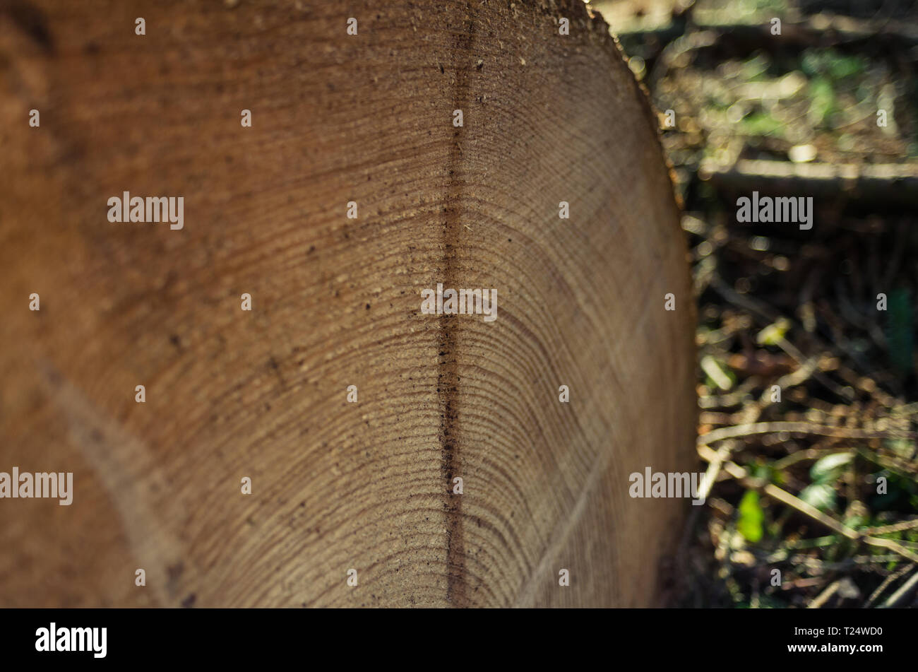 Jahresringe gefällten eines Baumes Foto Stock