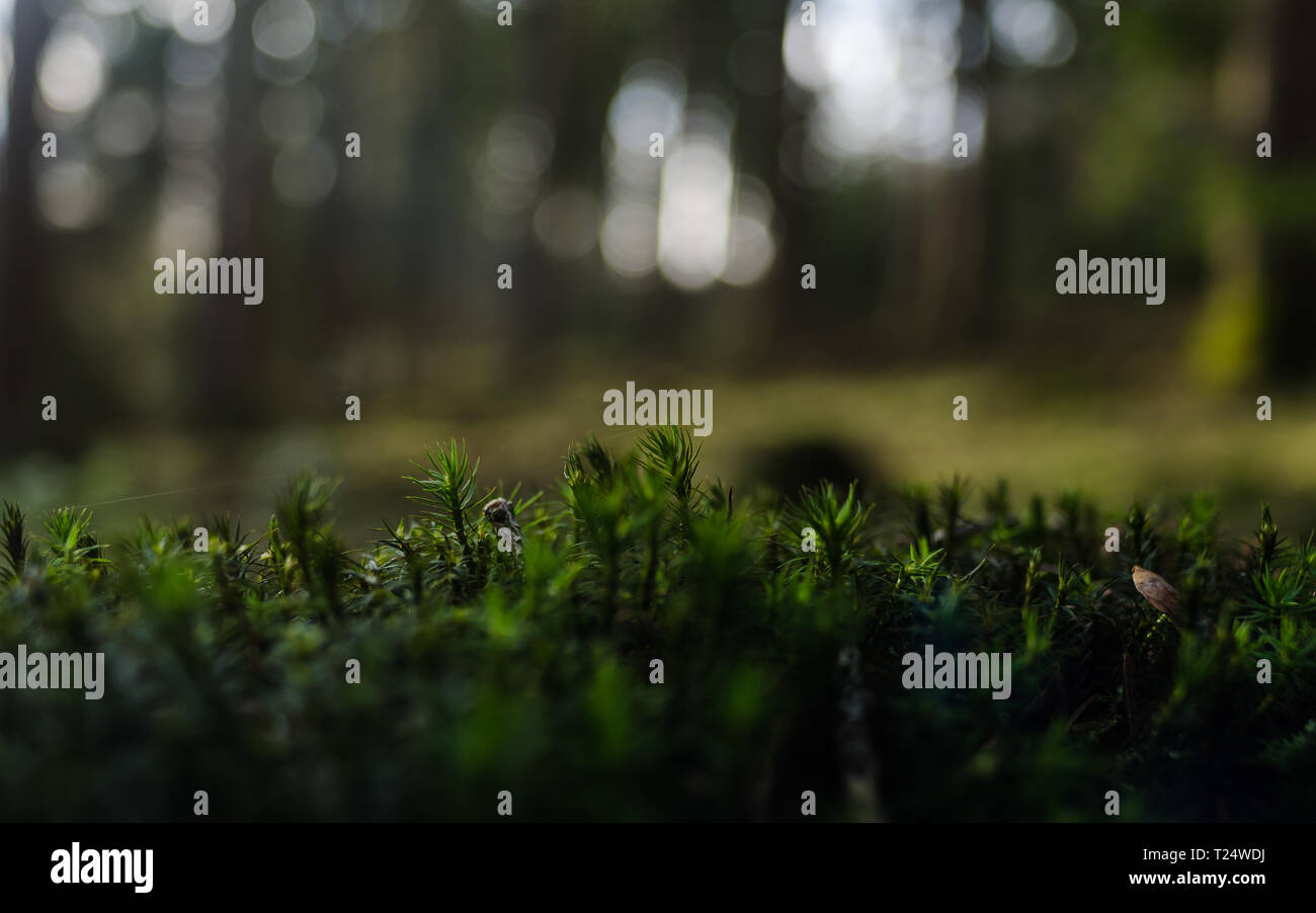 Moos im Wald Foto Stock