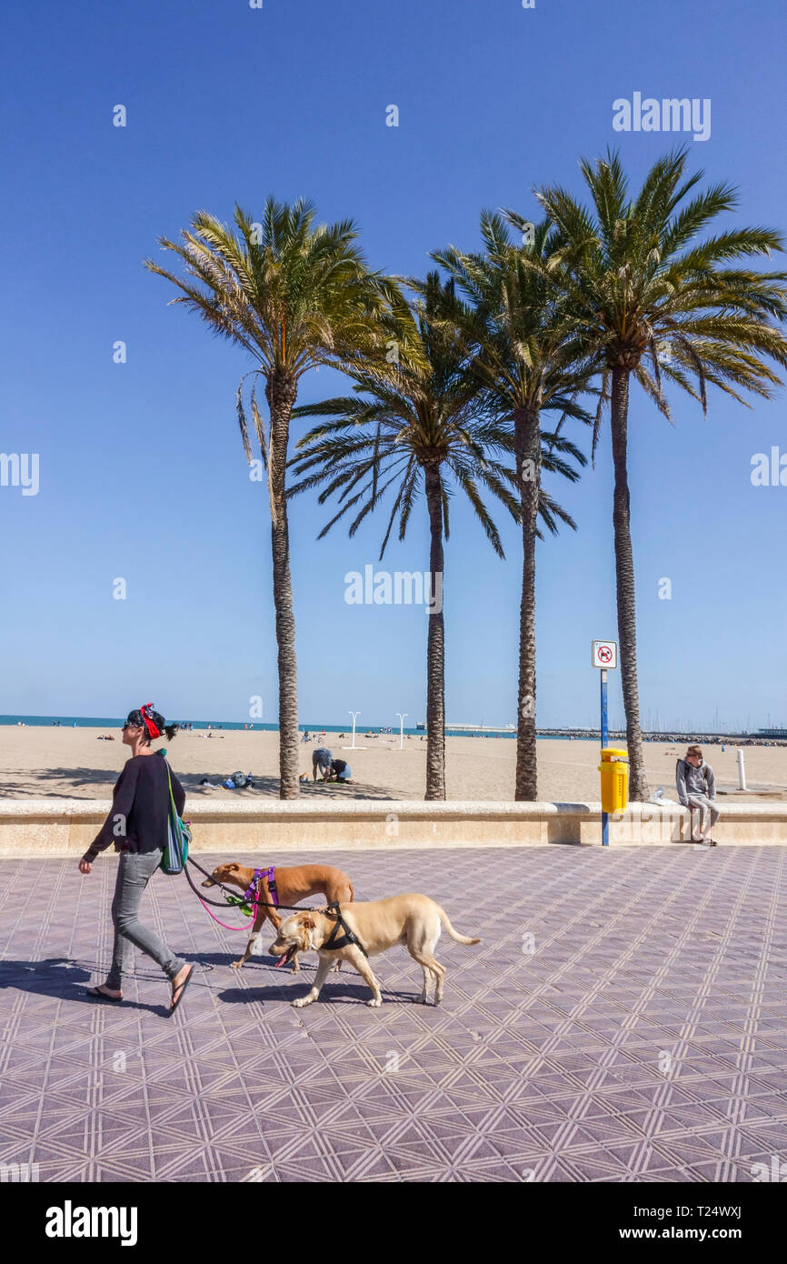 Una donna che cammina con due cani al guinzaglio, Valencia Malvarrosa Beach Palme, Spagna che cammina due cani, cane turistico spagnolo Foto Stock