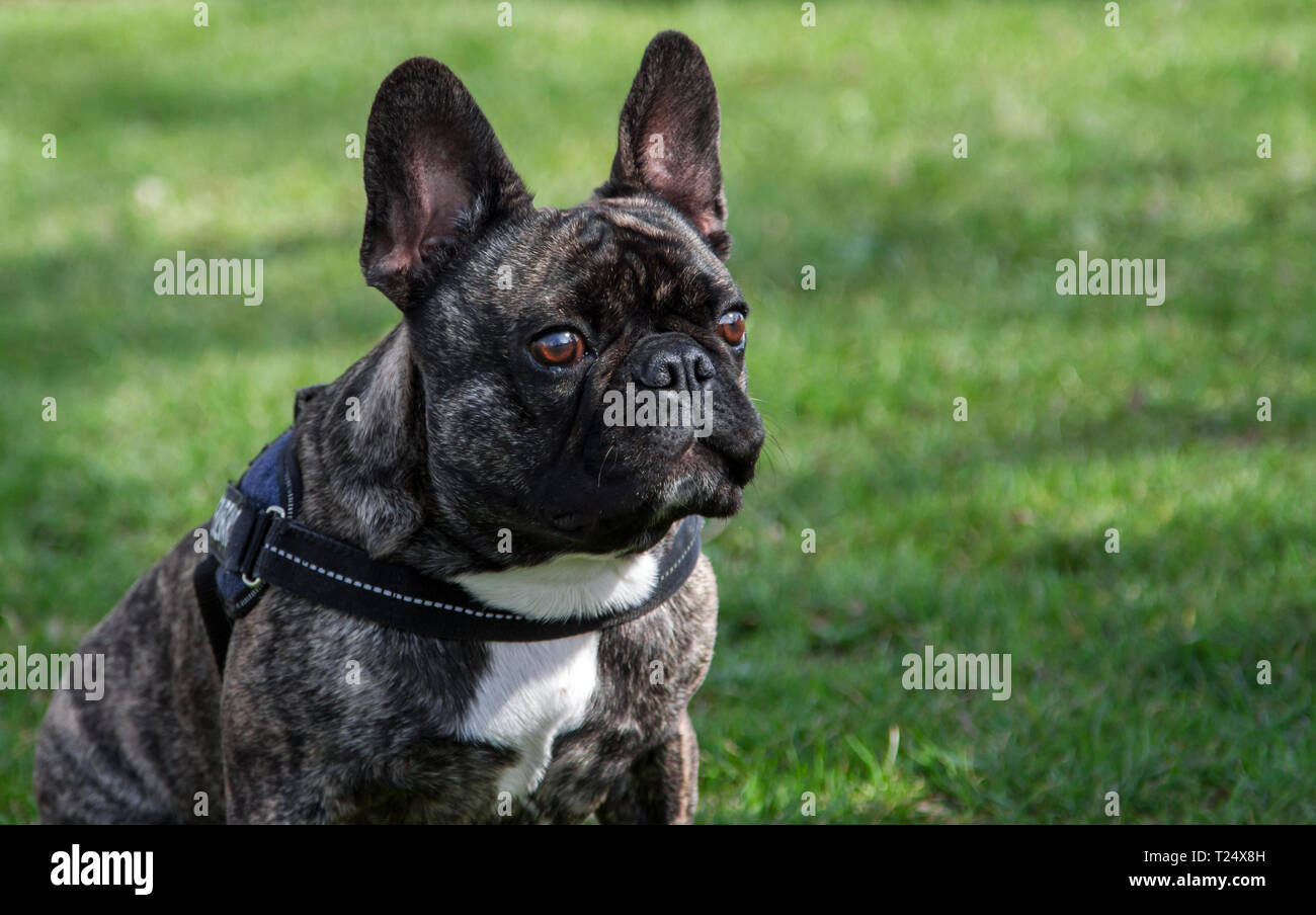 Bulldog francese ritratto Foto Stock