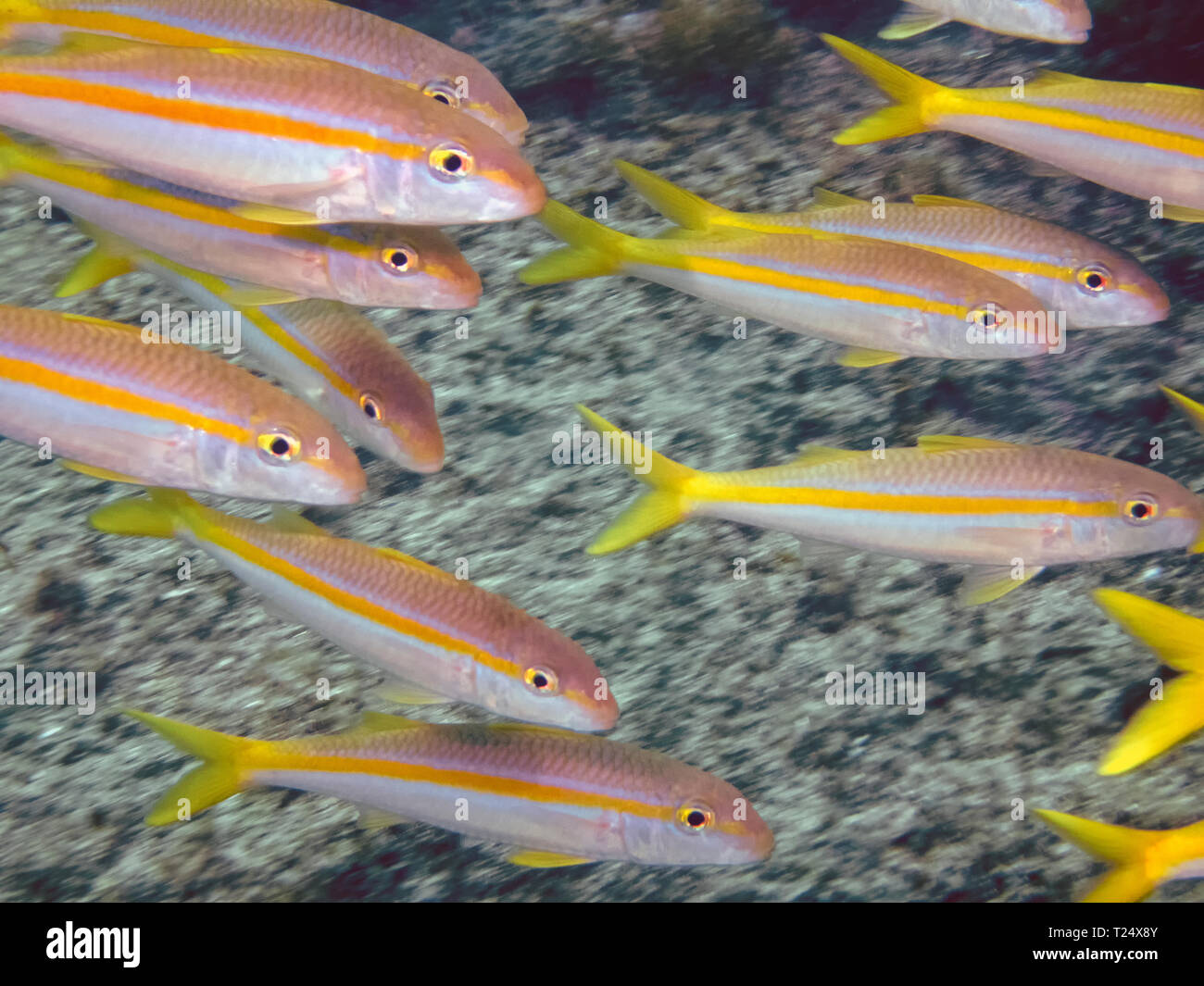 Goatfish messicano (Mulloidichthys dentatus) Foto Stock
