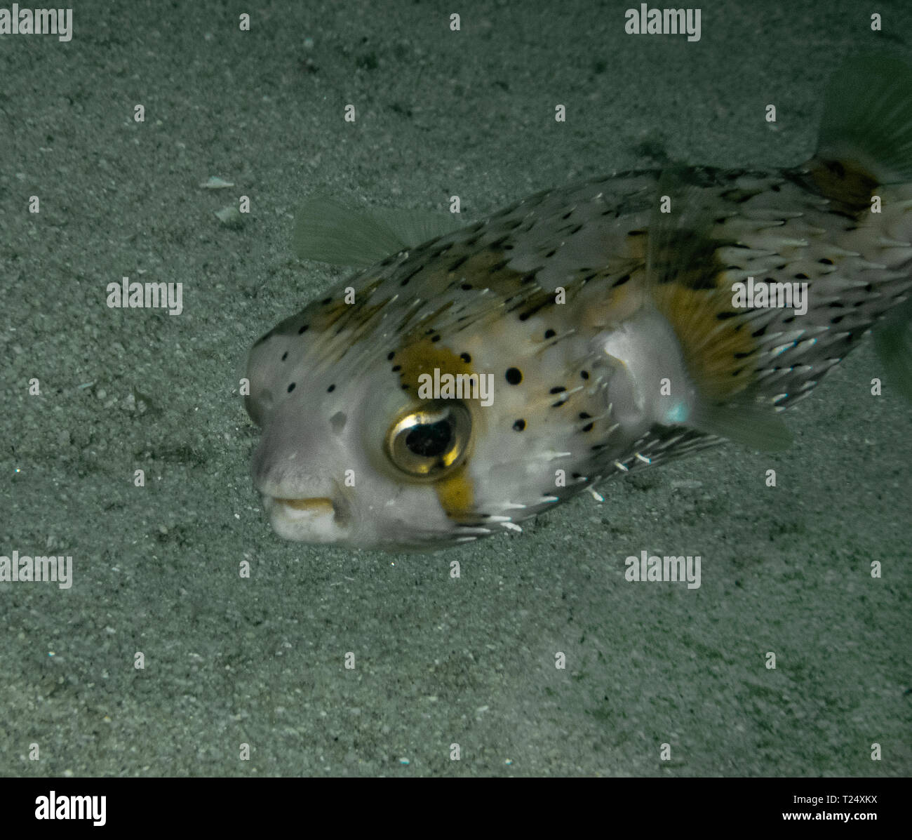 Lungo la colonna vertebrale (Porcupinefish Diodon holocanthus) Foto Stock