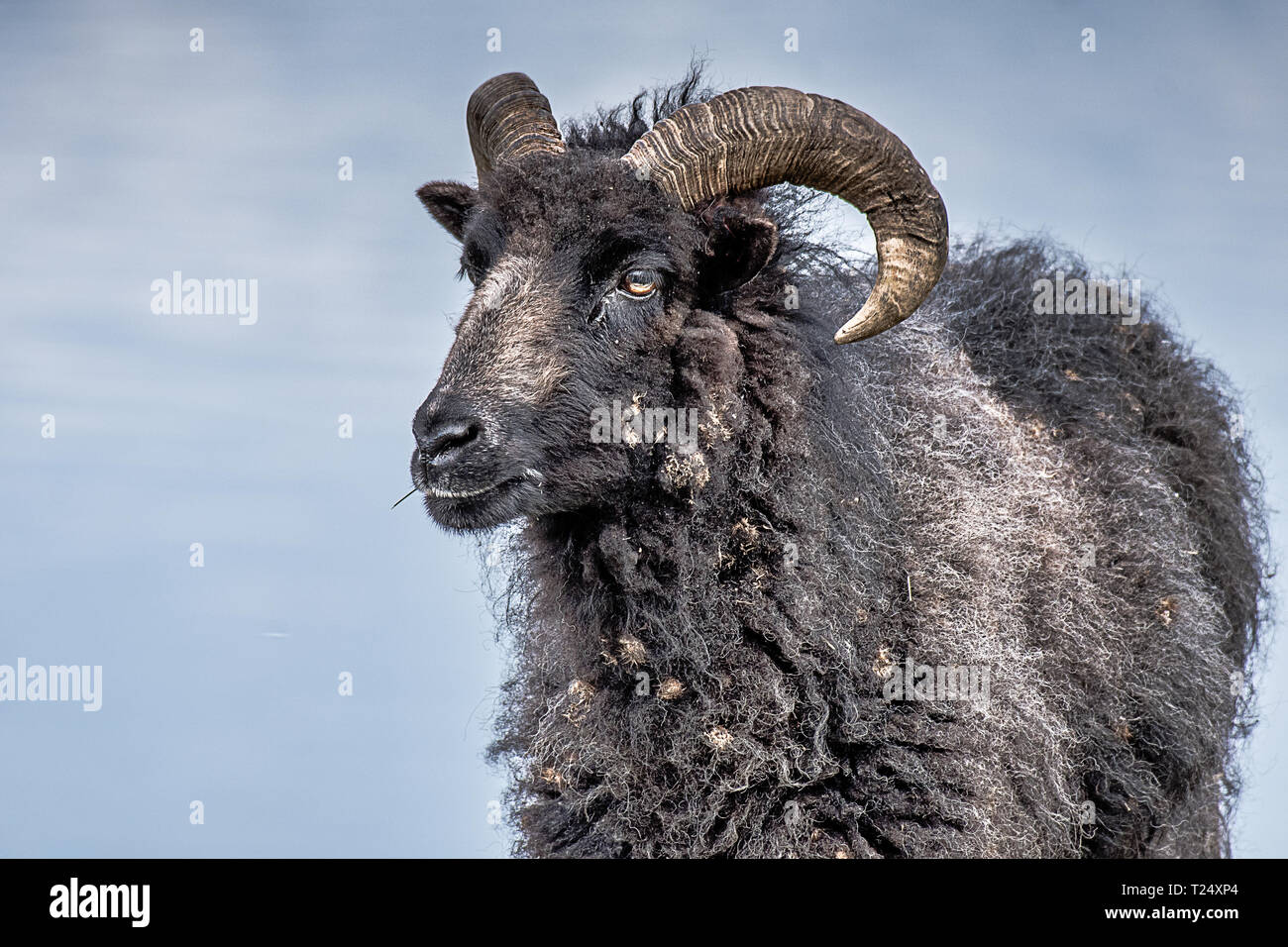 Una stretta fino a metà lunghezza di un ritratto di un colore scuro ram di capra con capelli spessi e contro il cielo, essa mostra chiaramente le sue corna Foto Stock