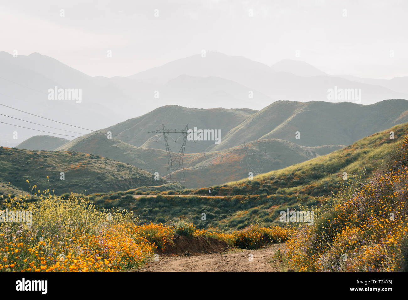 Papaveri lungo la Walker Canyon Trail con vista delle colline e delle montagne del Lago Elsinore, California Foto Stock
