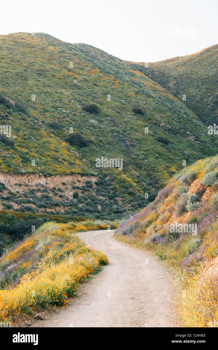 Papaveri lungo la Walker Canyon Trail con vista delle colline e delle montagne del Lago Elsinore, California Foto Stock