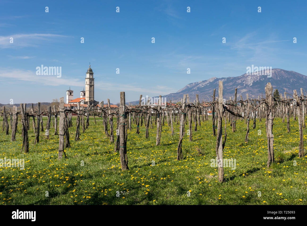 Vigneti e un pellegrinaggio alla chiesa della Madonna della Consolazione nel Log pri Vipavi, Valle del Vipava, Slovenia Foto Stock