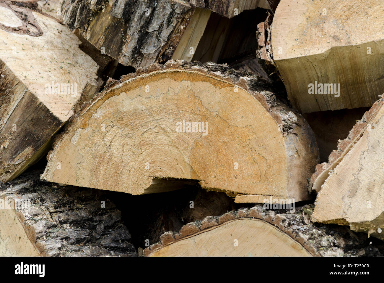 Pile legname sfondo. Pila di ciocchi di legna di storage per l'industria. Seghe per legno a taglio di log. Texture di legno dello sfondo. Foto Stock