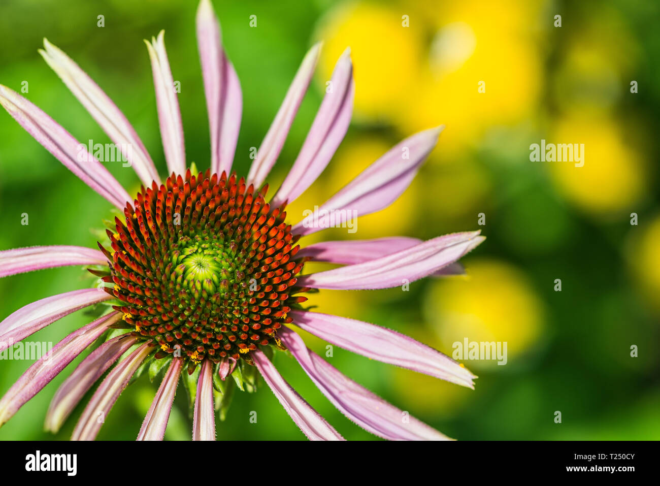 Close-up di flowerhead di rosa fiordaliso, Echinacea purpurea " stella brillante', combinato contrastanti con fiori di colore giallo Foto Stock