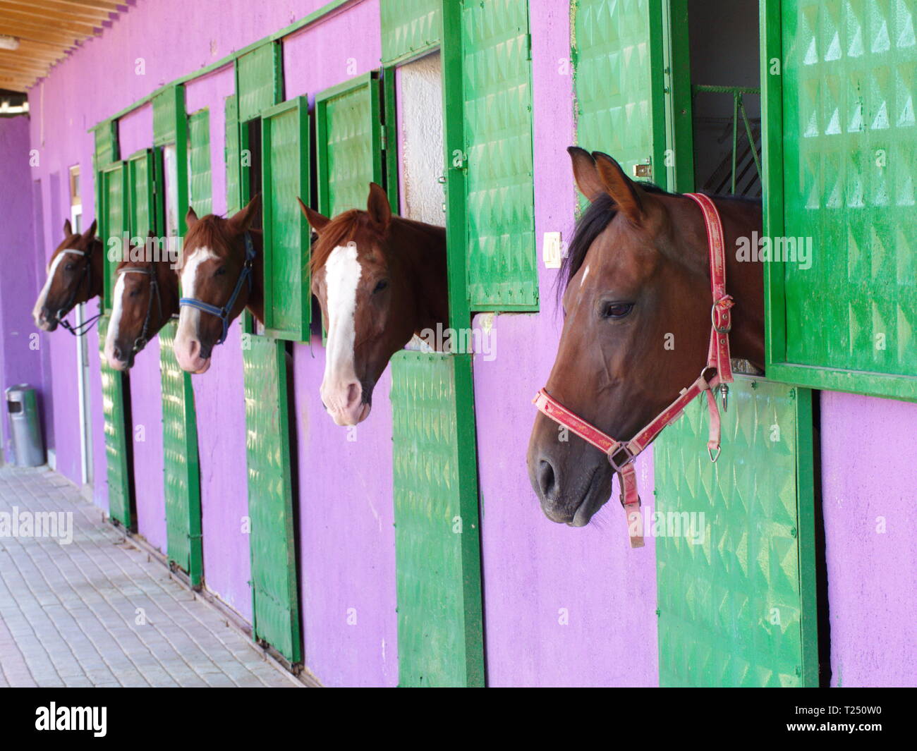 Cavallo shelter, granaio. Dove i cavalli venivano sollevate e curato. Foto Stock