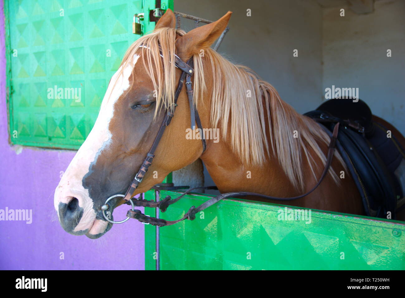 Cavallo shelter, granaio. Dove i cavalli venivano sollevate e curato. Foto Stock
