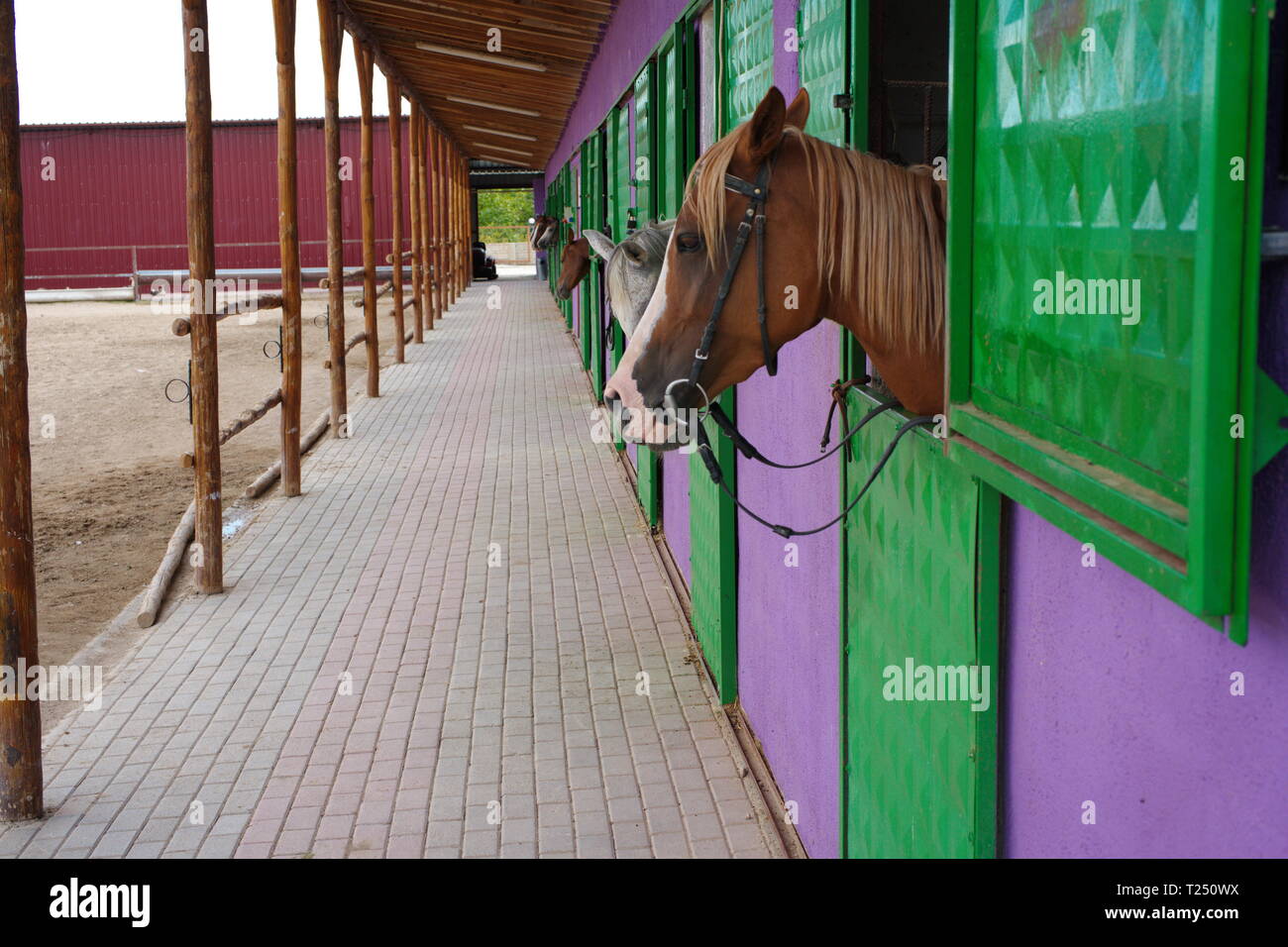 Cavallo shelter, granaio. Dove i cavalli venivano sollevate e curato. Foto Stock