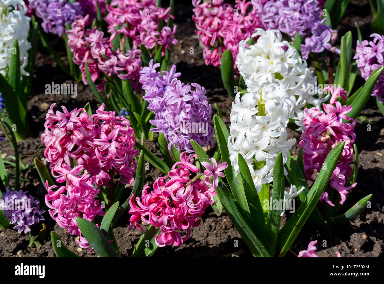Hyacinthus fiori in multicolor Foto Stock