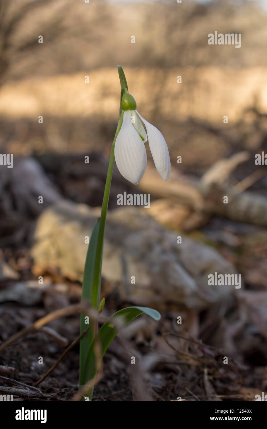 Unico snowdrop crescente nella foresta. Alberi un pietre in background. Close up Foto Stock