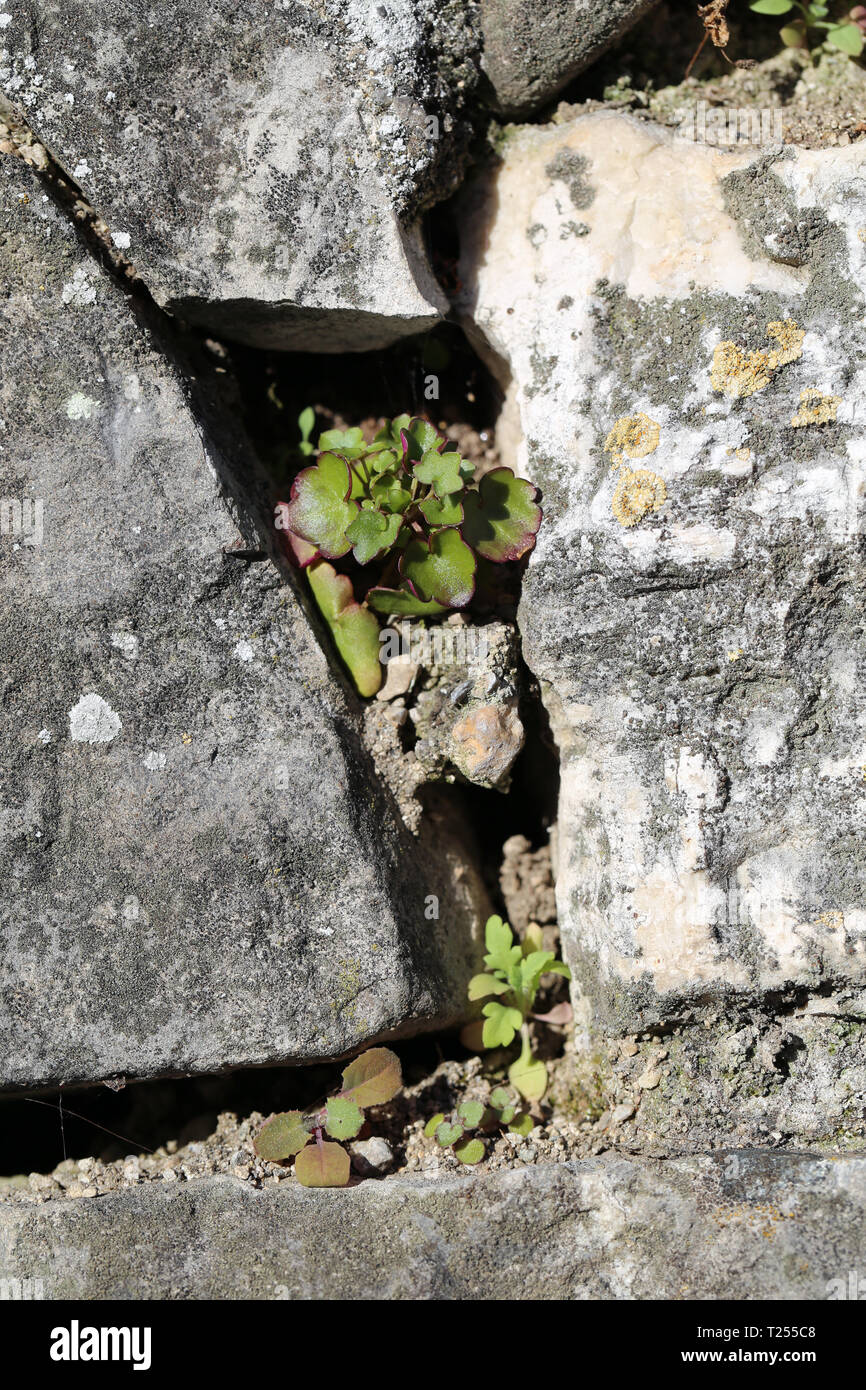 Carino piccolo piante verdi crescente da una cricca in un vecchio muro fatto di pietra grigia. Fotografato durante una soleggiata giornata di primavera in Nyon, Svizzera. Foto Stock
