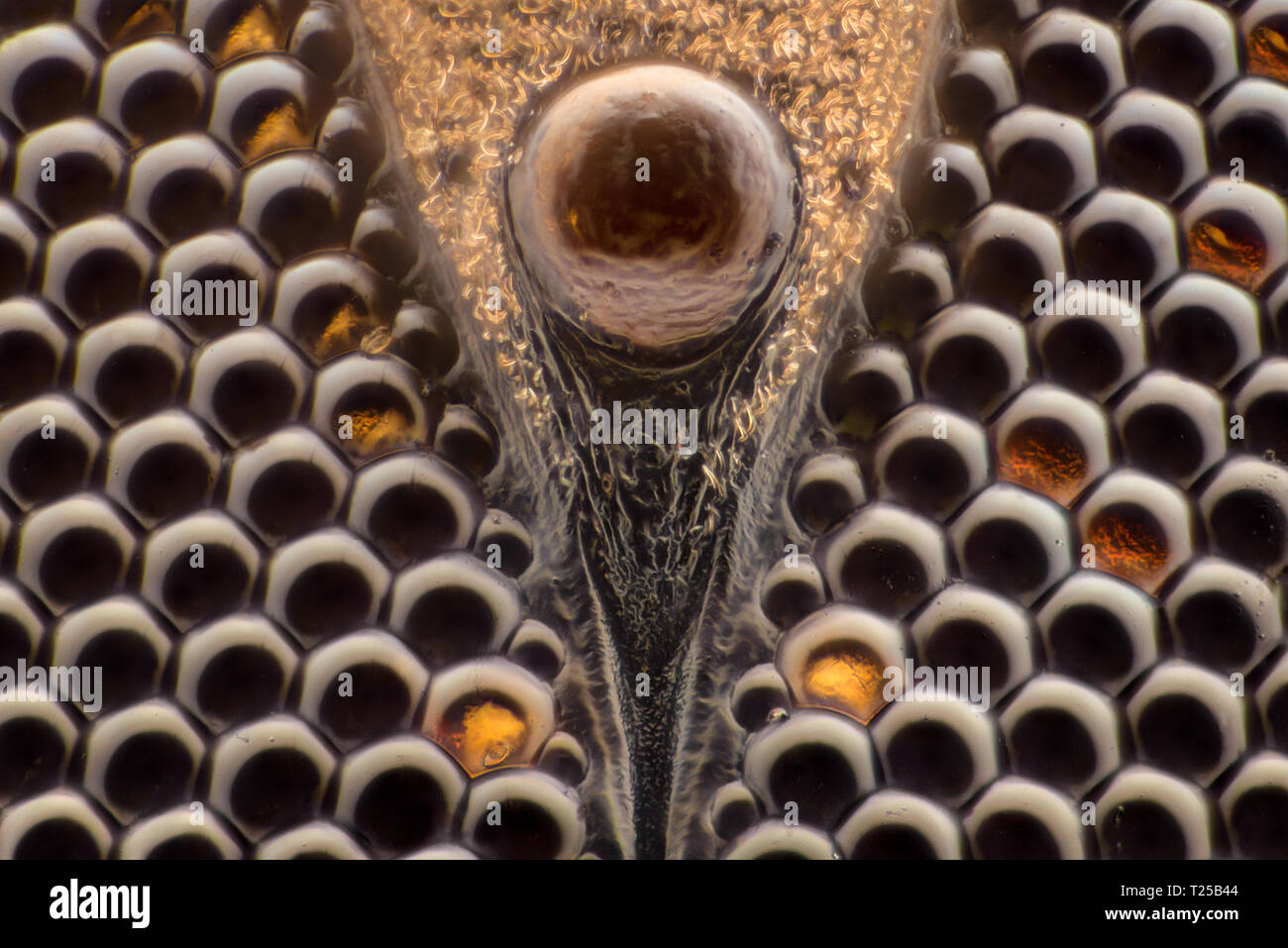 Extreme ingrandimento - Fly occhio composto al microscopio, ingrandimento 100x Foto Stock