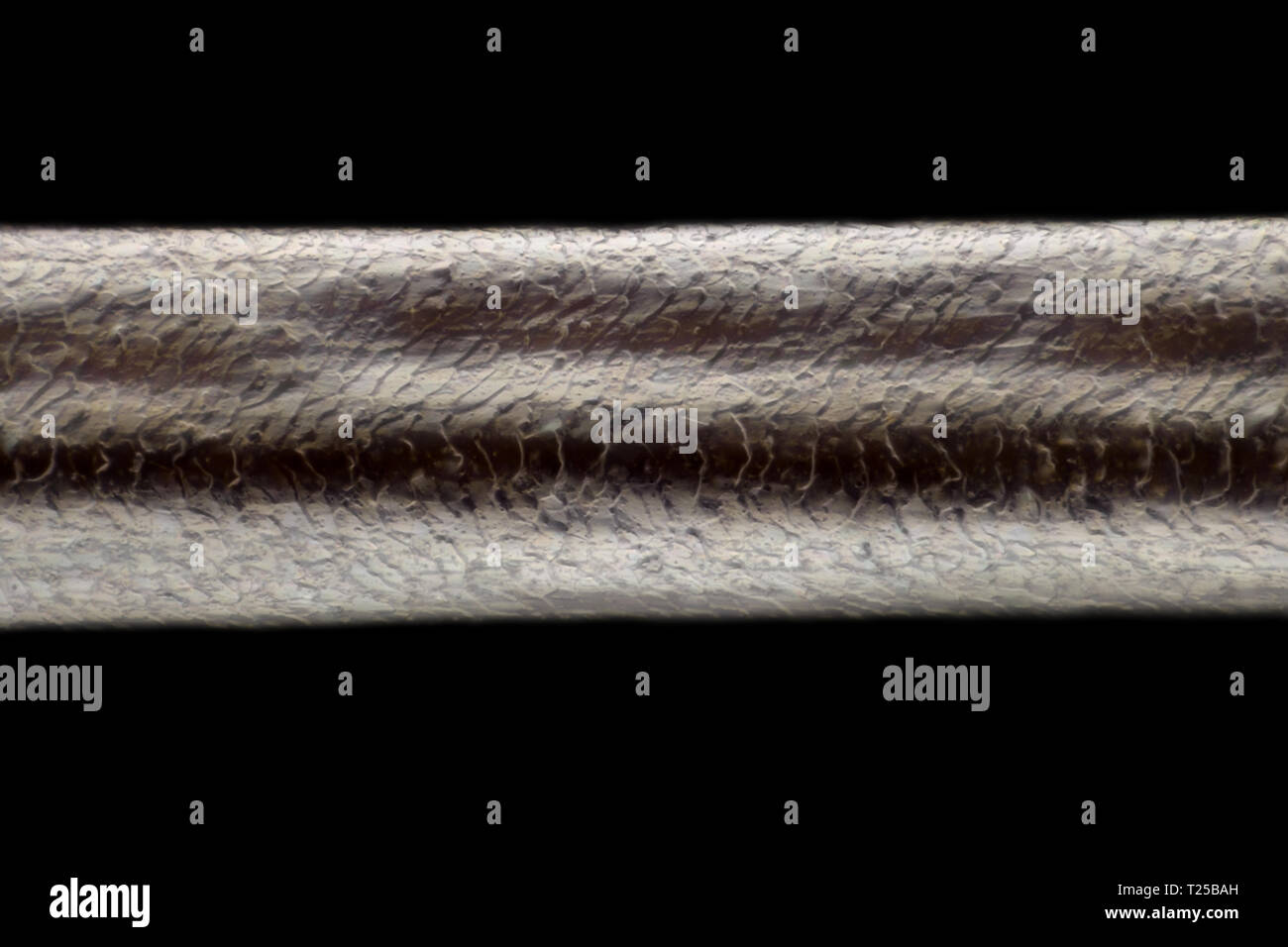 Extreme ingrandimento - capelli umani al microscopio, ingrandimento 100x Foto Stock