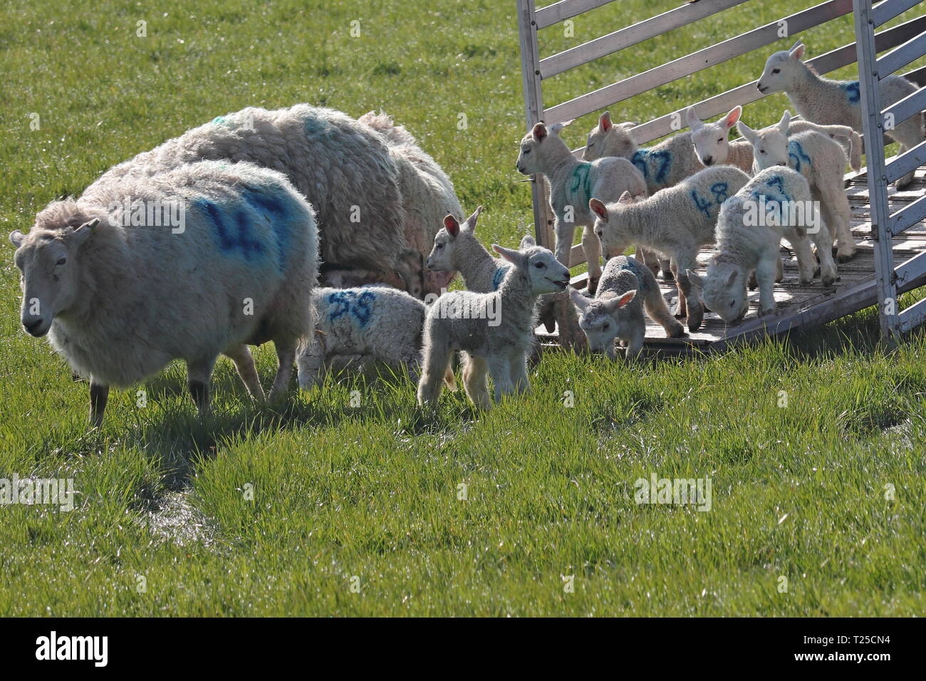 Gli agnelli con le pecore Foto Stock