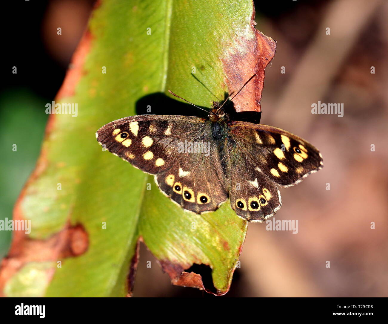 Chiazzato legno Butterfly Foto Stock