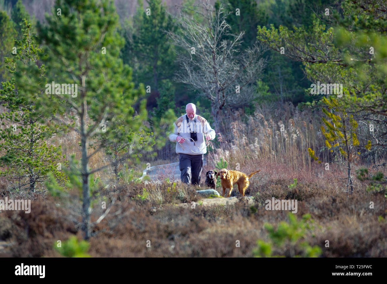 Camminatore maschile, cani da passeggio presso gli Uath Lochans nelle Highlands scozzesi, Scozia, Regno Unito Foto Stock