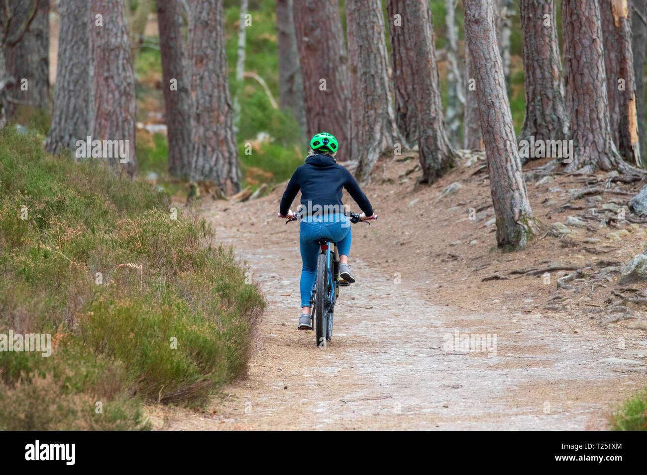 Un ciclista solitaria che pedalano lungo il percorso circolare intorno a Loch an Eilein vicino Aviemore, Scozia Foto Stock