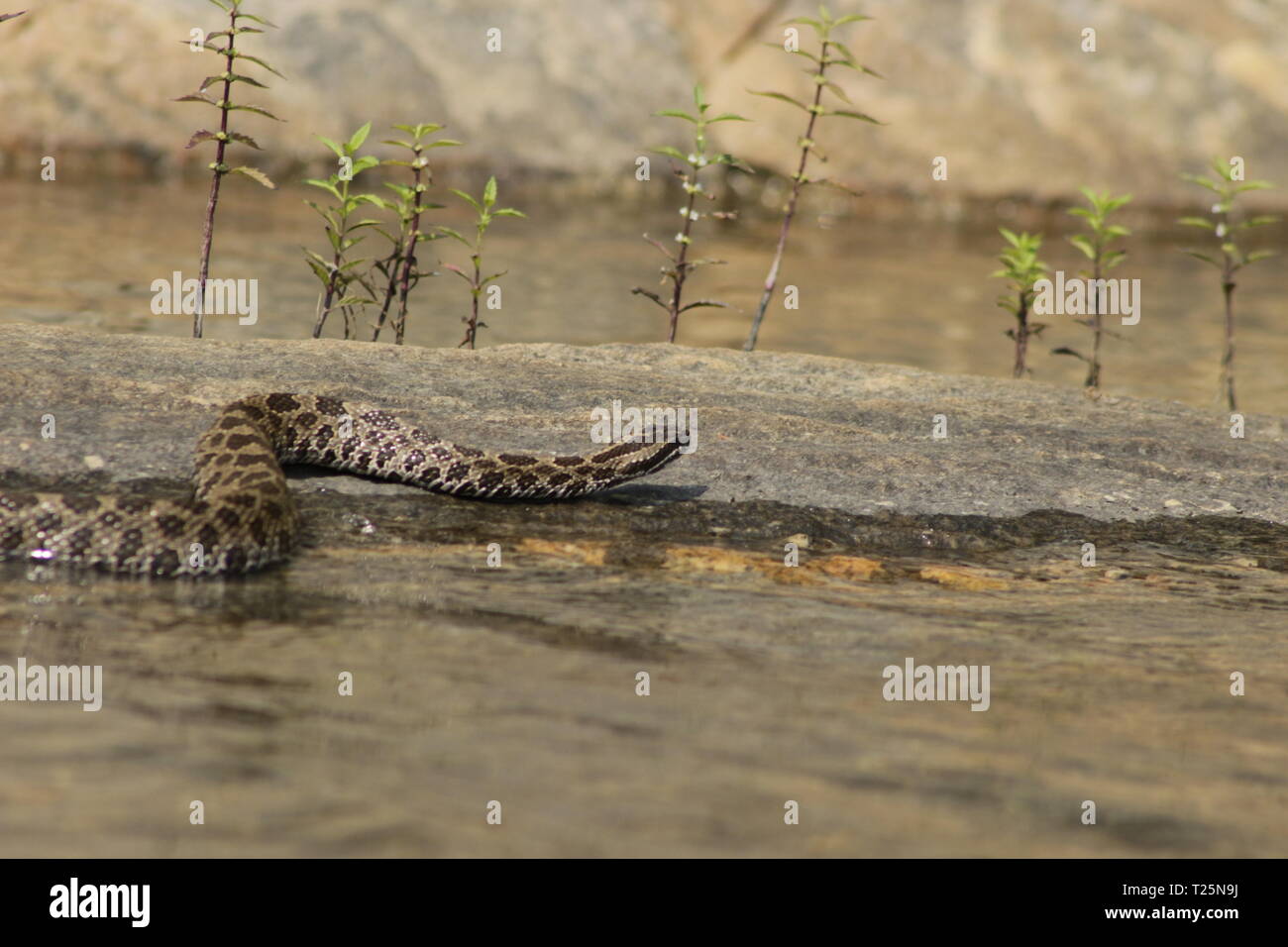 Orientale Rattlesnake Massasauga (Sistrurus catenatus catenatus) da Ontario, Canada. Foto Stock