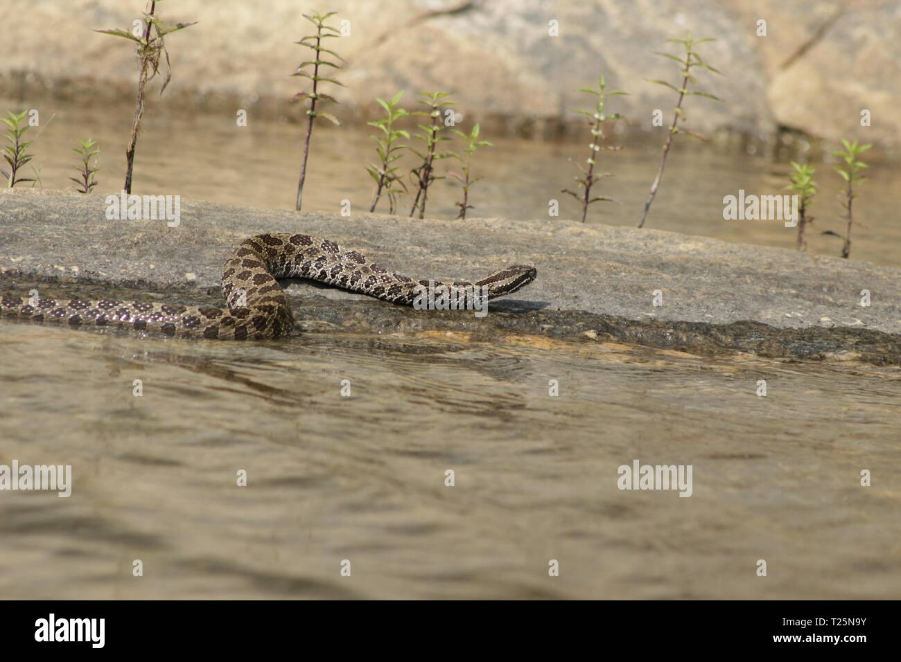 Orientale Rattlesnake Massasauga (Sistrurus catenatus catenatus) da Ontario, Canada. Foto Stock