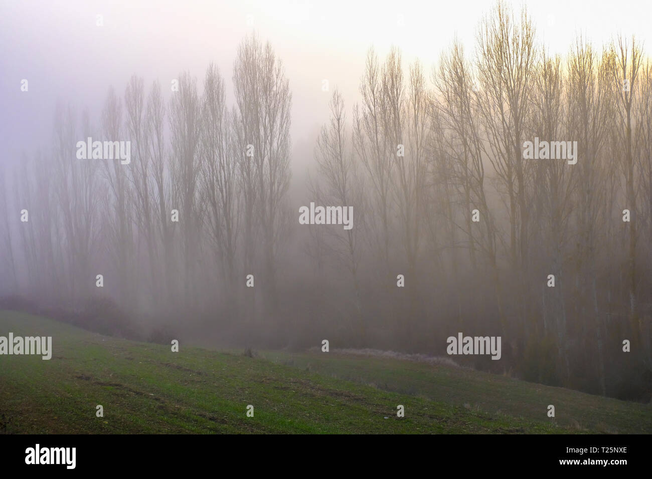 Poplar grove nella nebbia. Foto Stock