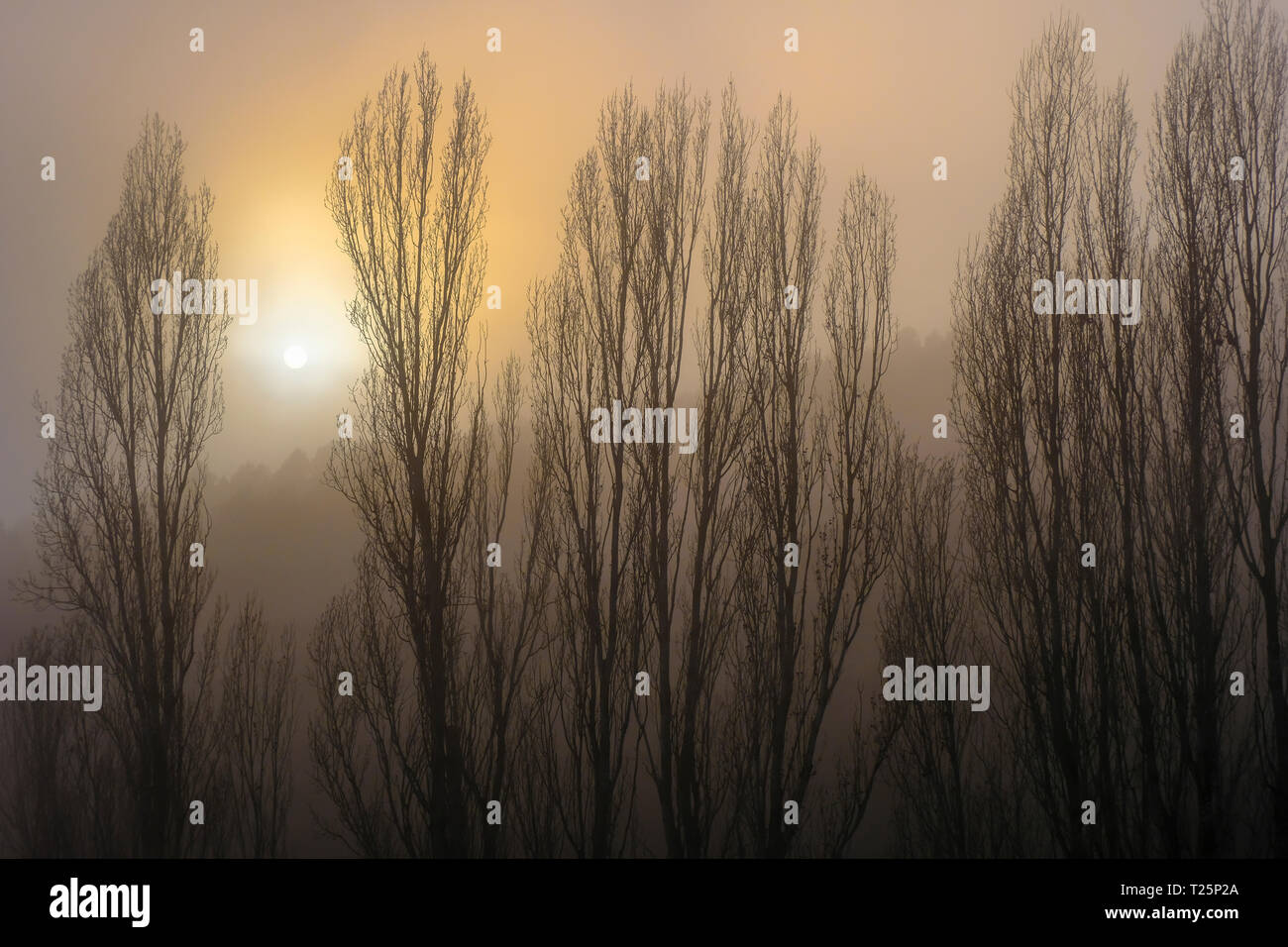 Poplar grove nella nebbia. Foto Stock