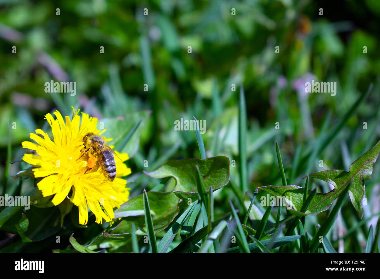 Ape su tarassaco, gambe riempito con il polline. Foto Stock