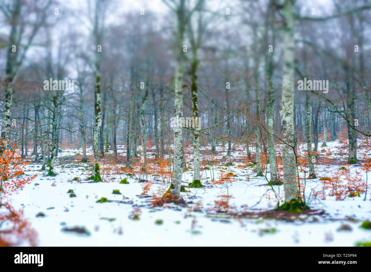 Legno di faggio in inverno. Foto Stock