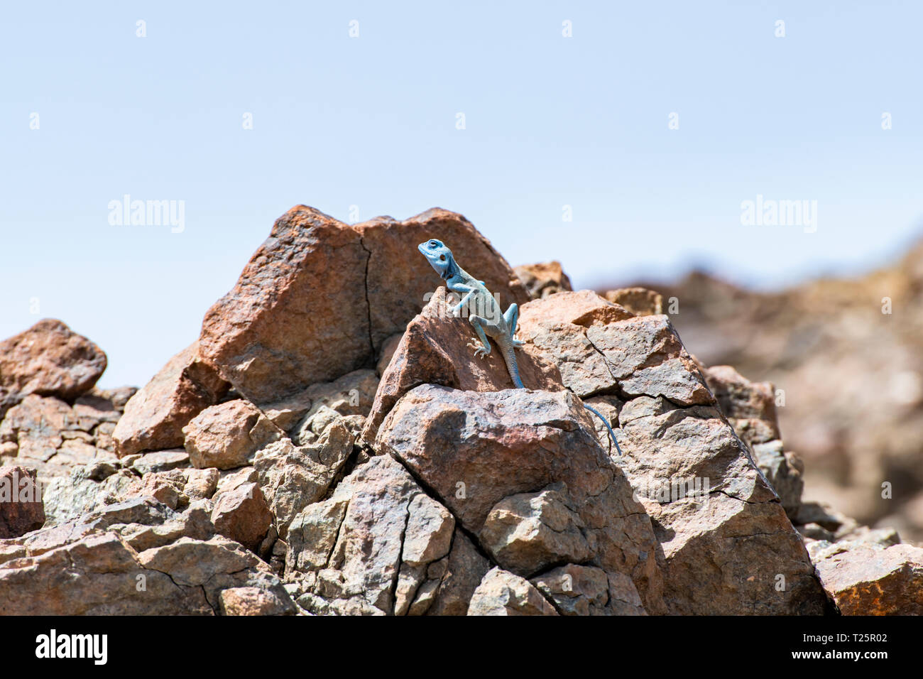 Sinai AGAMA (Pseudopapelus sinaitus) con la sua colorazione blu-cielo nel suo habitat roccioso, trovato nelle montagne Foto Stock