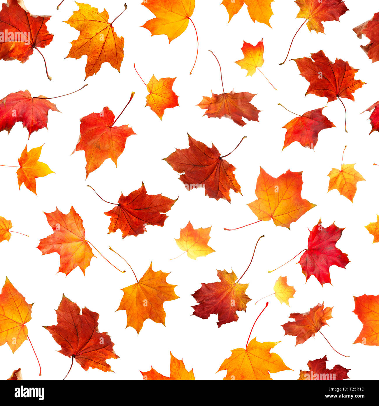 Modello senza giunture di naturale arancione in autunno le foglie che cadono verso il basso isolati su sfondo bianco per la stampa Foto Stock