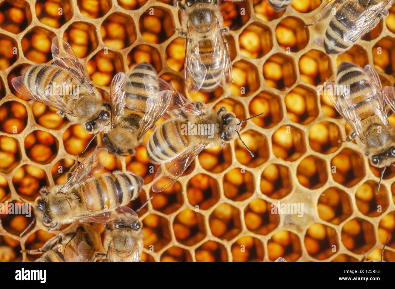 Le api operose sul nido in apiario Foto Stock