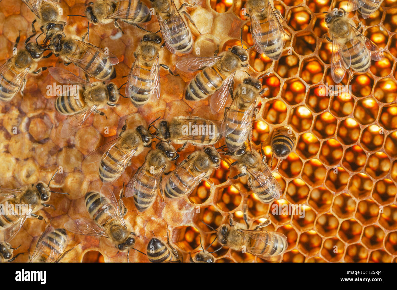 Le api operose sul nido in apiario Foto Stock