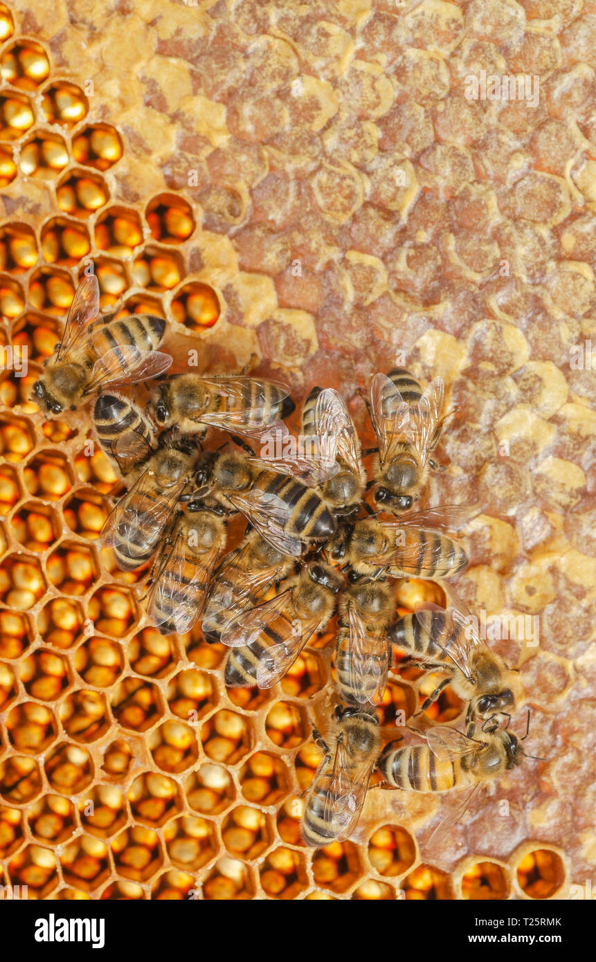 Le api operose sul nido in apiario Foto Stock