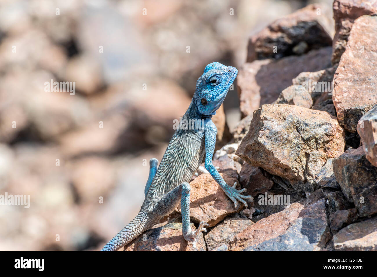 Sinai AGAMA (Pseudopapelus sinaitus) con la sua colorazione blu-cielo nel suo habitat roccioso, trovato nelle montagne Foto Stock