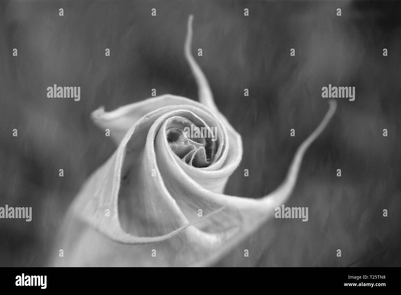 Un fiore di datura a partire da aprire con un background strutturata in Moab Utah Foto Stock