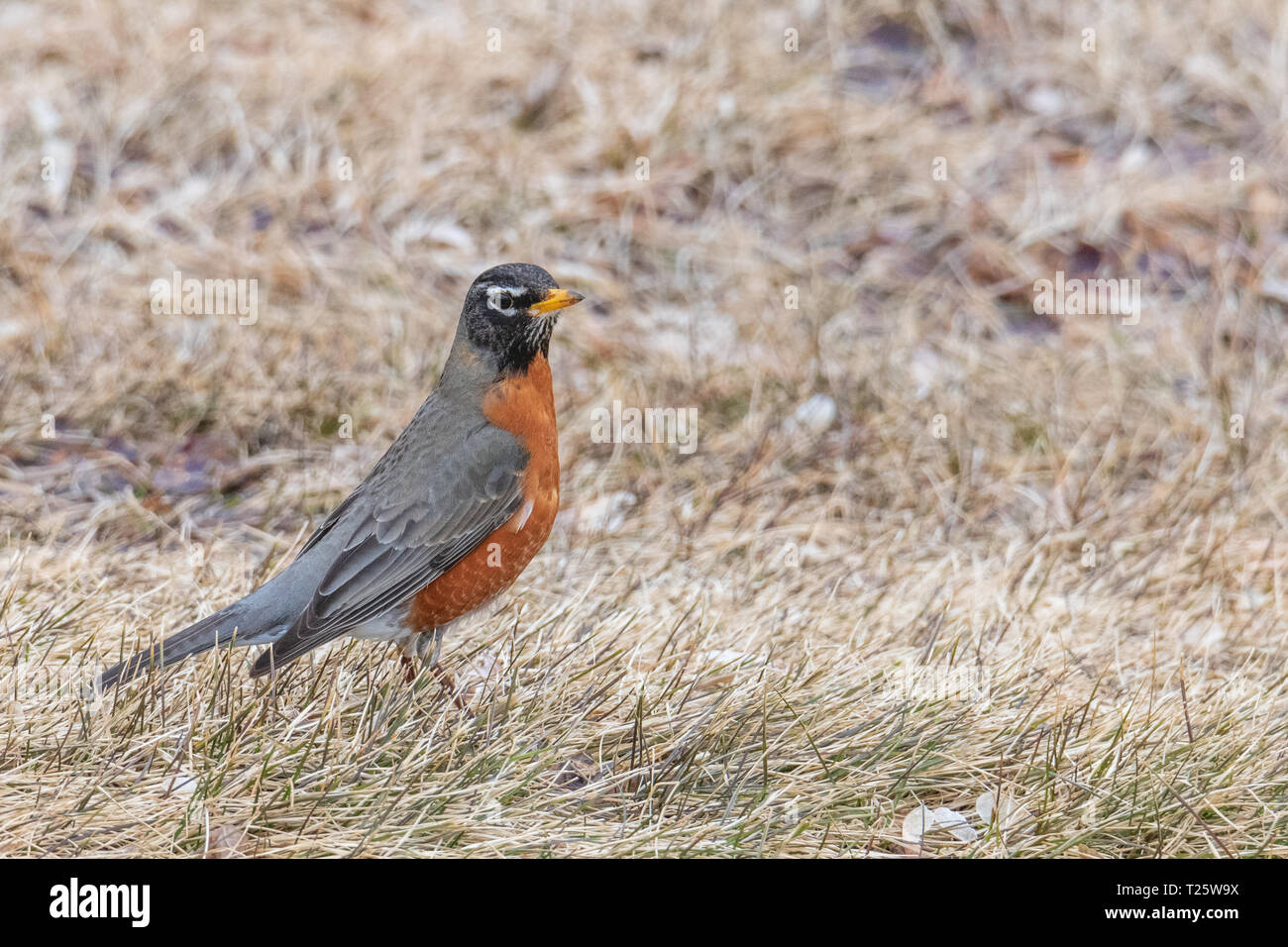 Americano rosso-breasted, maschio Robin in piedi di profilo sul terreno in patch di paglia e la molla di erba. Profondità di campo. Orientamento orizzontale. Foto Stock