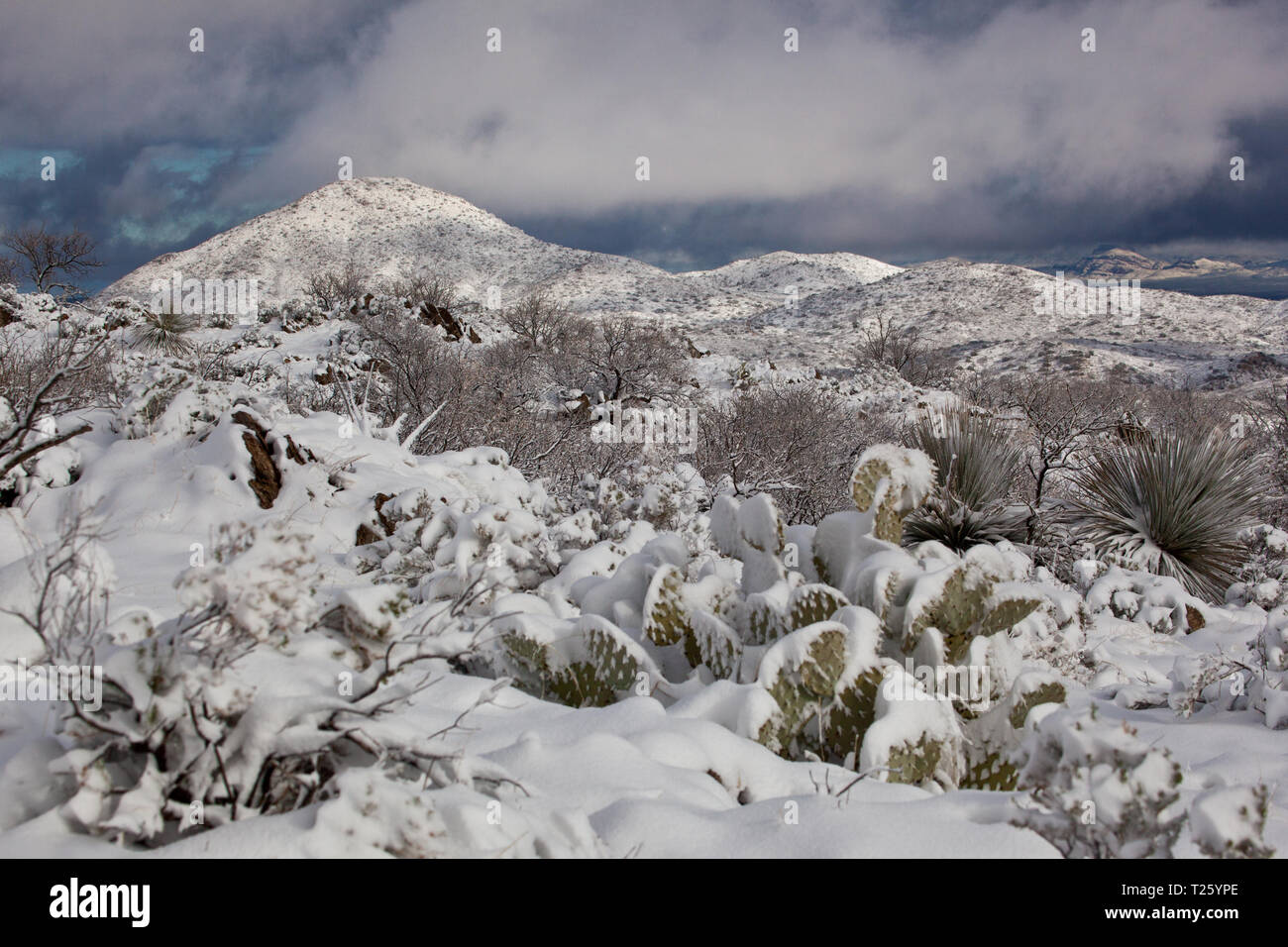 Pass Redington Pima County, Arizona, Stati Uniti d'America Foto Stock