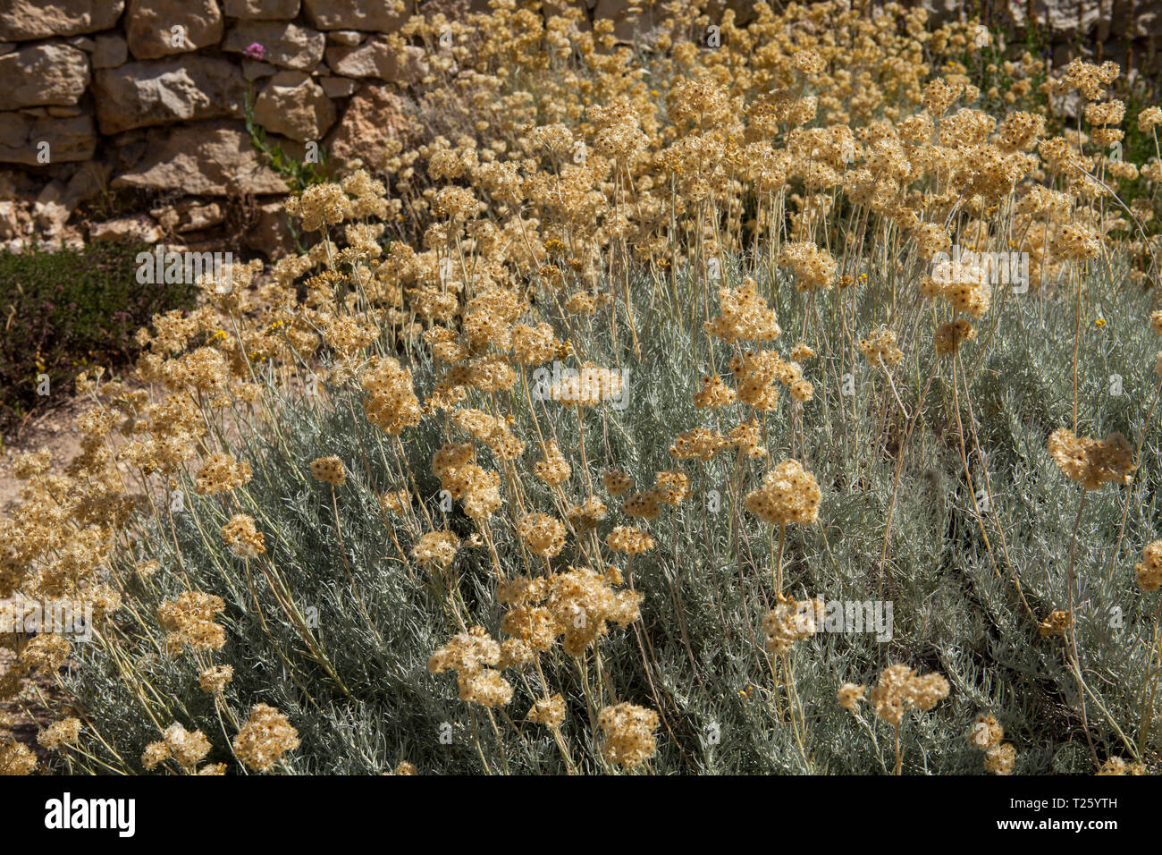 Helichrysum italicum è una fioritura delle piante della famiglia a margherita Asteraceae. A volte viene chiamato il curry impianto a causa del forte odore del suo le Foto Stock