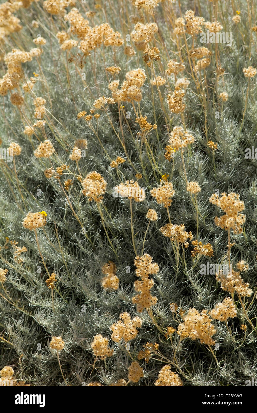 Helichrysum italicum è una fioritura delle piante della famiglia a margherita Asteraceae. A volte viene chiamato il curry impianto a causa del forte odore del suo le Foto Stock