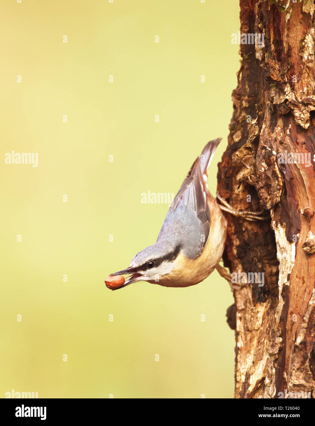 Close up Eurasian picchio muratore (Sitta europaea) con una nocciolina nel becco contro lo sfondo colorato, UK. Foto Stock