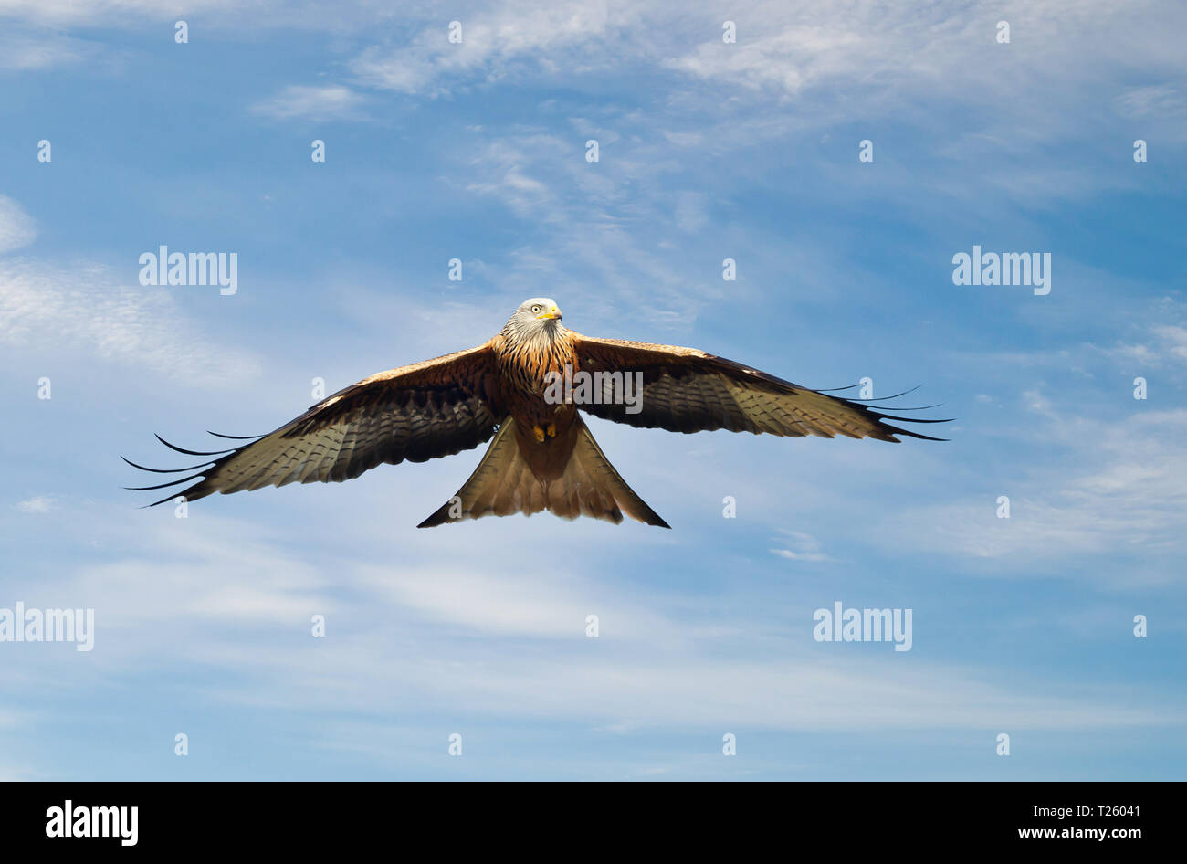 Close up di un aquilone rosso in volo contro il cielo blu, Chilterns, Oxfordshire, Regno Unito. Foto Stock