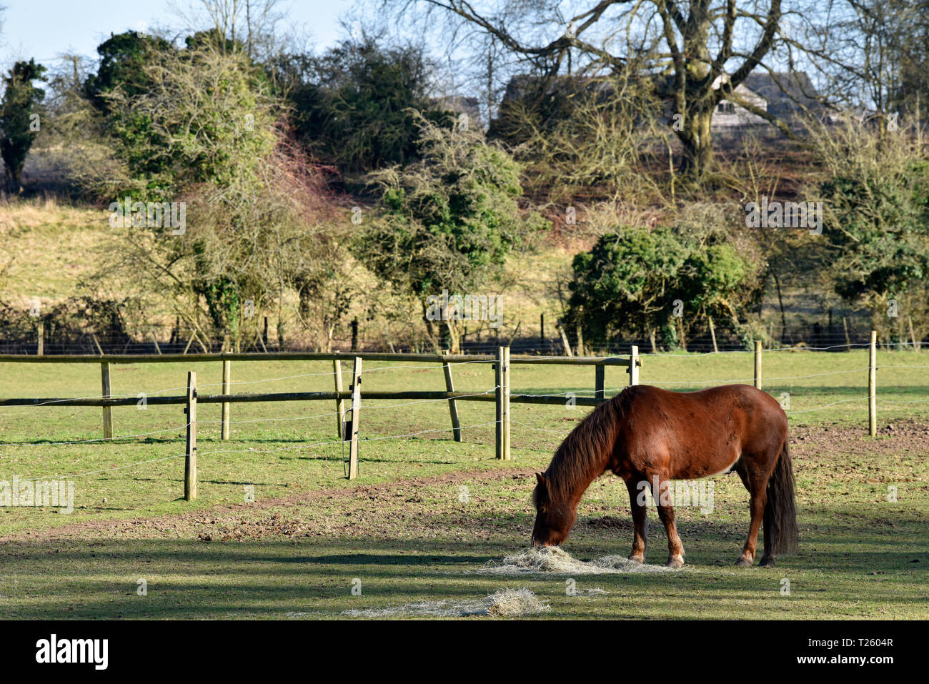Cavallo al pascolo in un campo, Chawton, vicino a Alton, HAMPSHIRE, Regno Unito. Foto Stock