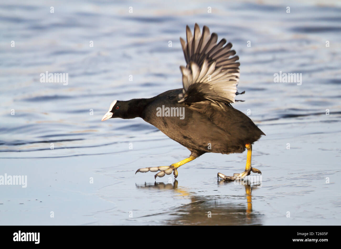 Close up Eurasian Coot cercando di camminare sul ghiaccio, inverno nel Regno Unito. Foto Stock