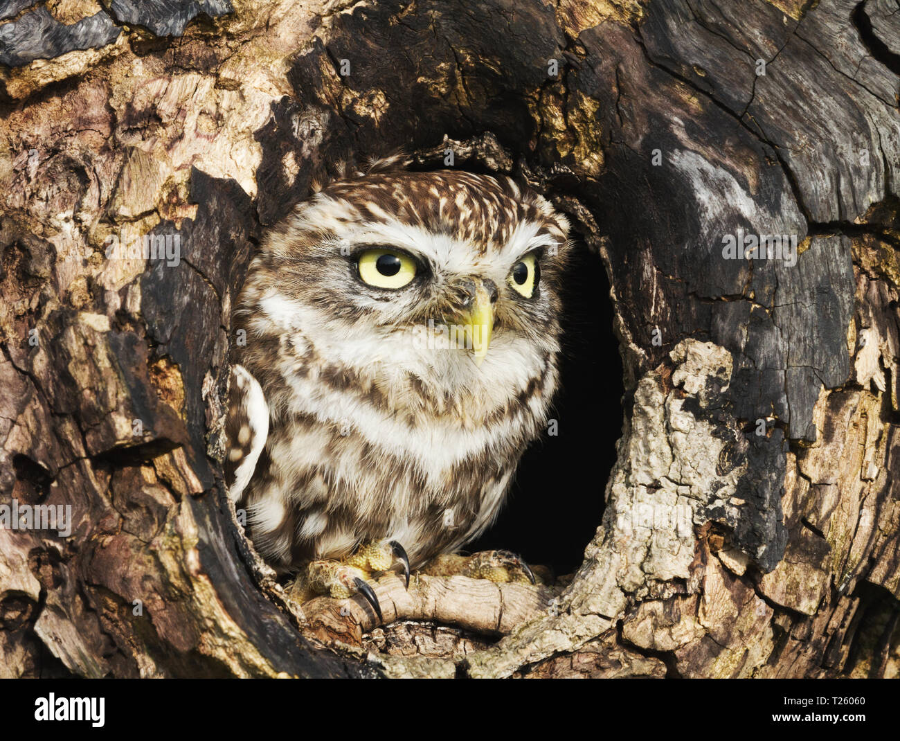 In prossimità di una civetta (Athene noctua) arroccata su un tronco di albero, UK. Foto Stock