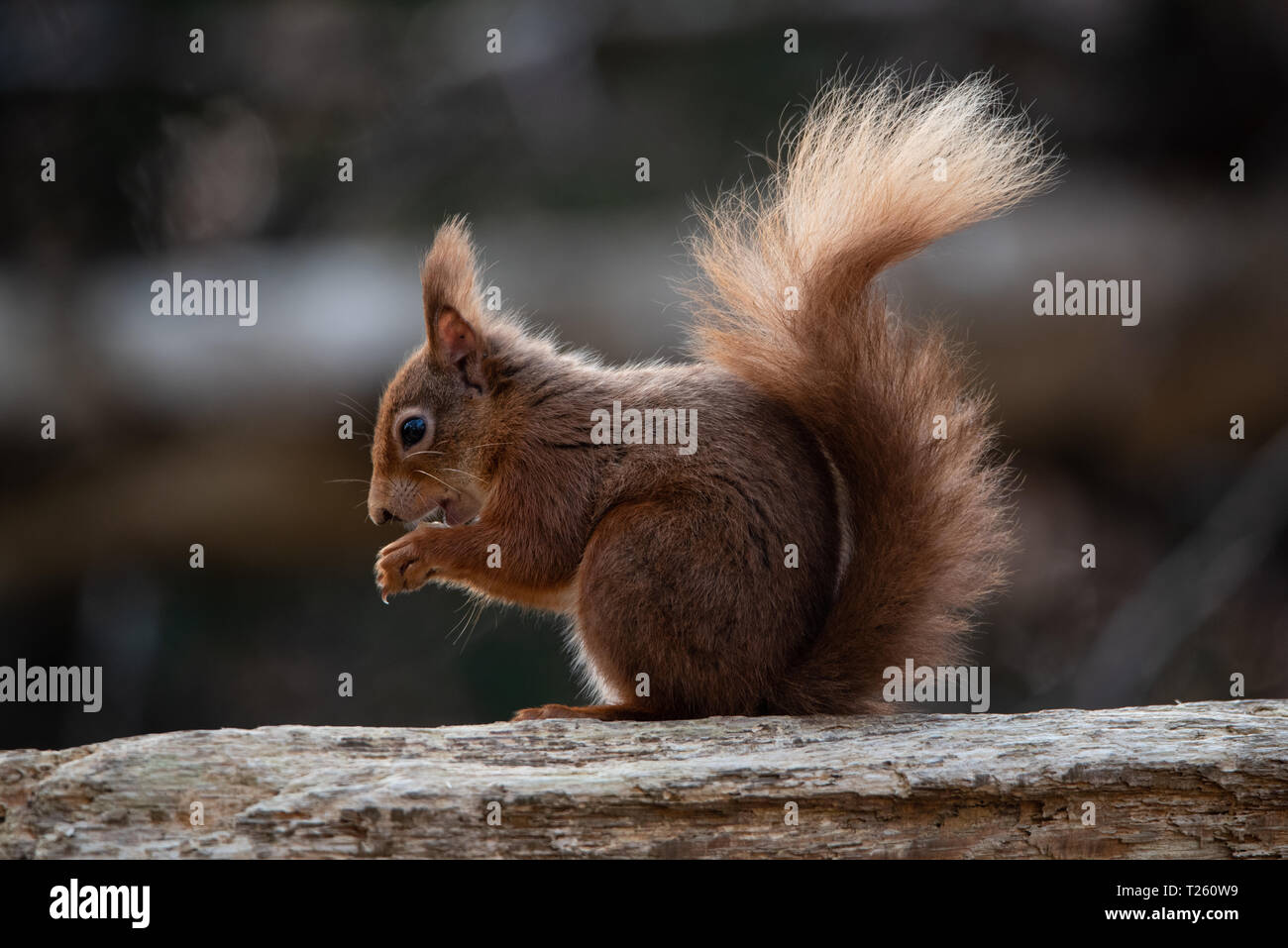 Vista di profilo di carino scoiattolo rosso seduto a mangiare un dado Foto Stock