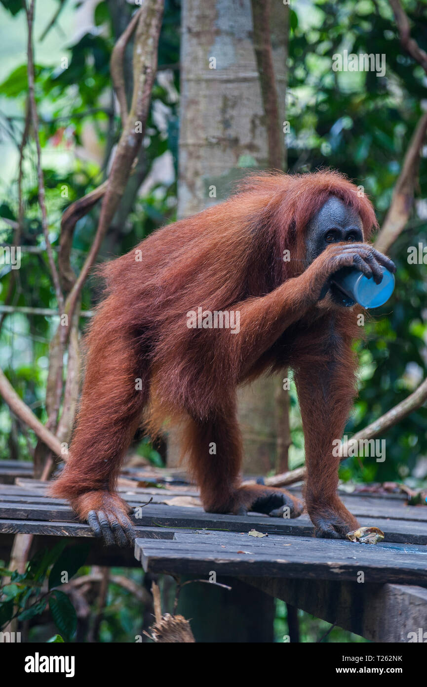 Indonesia, Sumatra, Bukit Lawang degli Oranghi di stazione di riabilitazione, tempo di alimentazione per l'orangutan di Sumatra Foto Stock